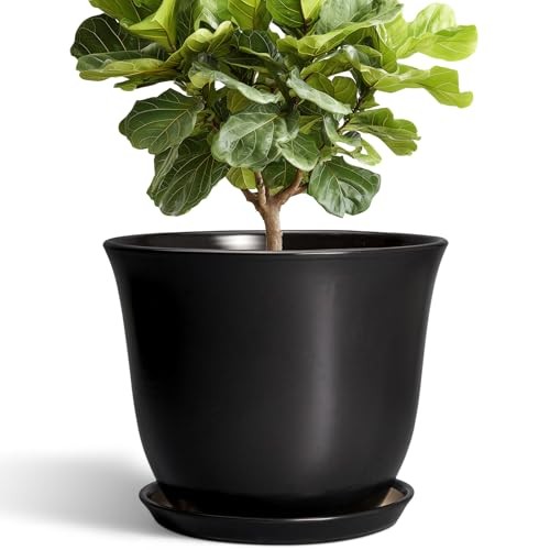 Ceramic plant pots - plant,