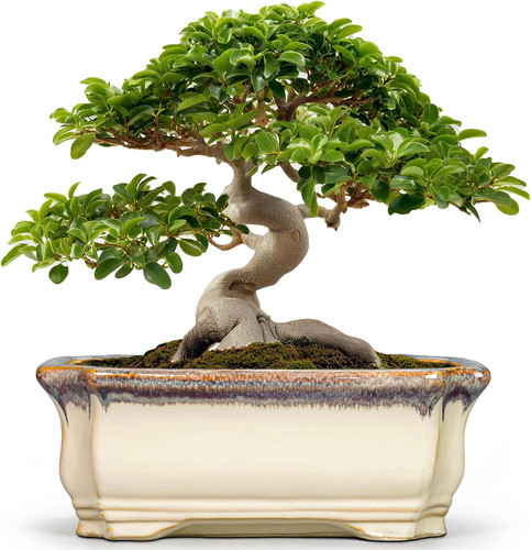 Inch bonsai planter - inch,