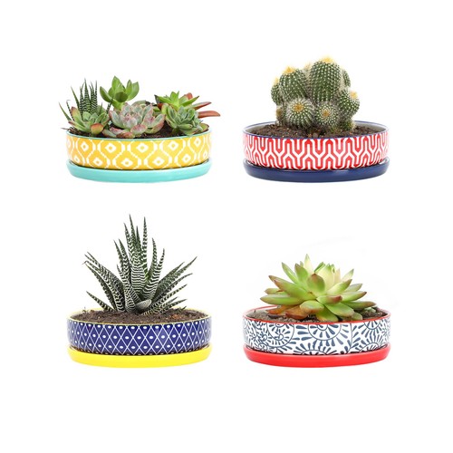 Selamica ceramic succulent - selamica,