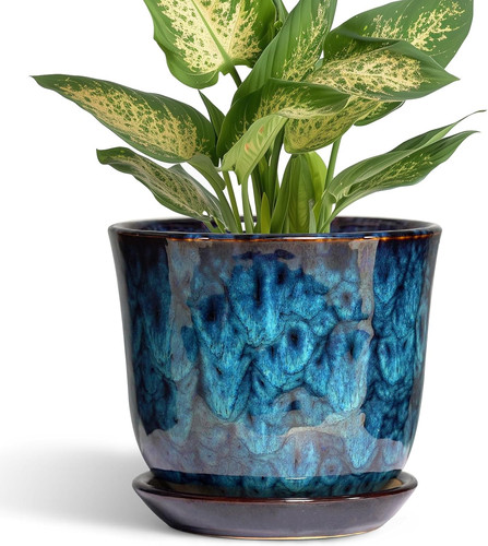 Inch plant pot - 5.6,